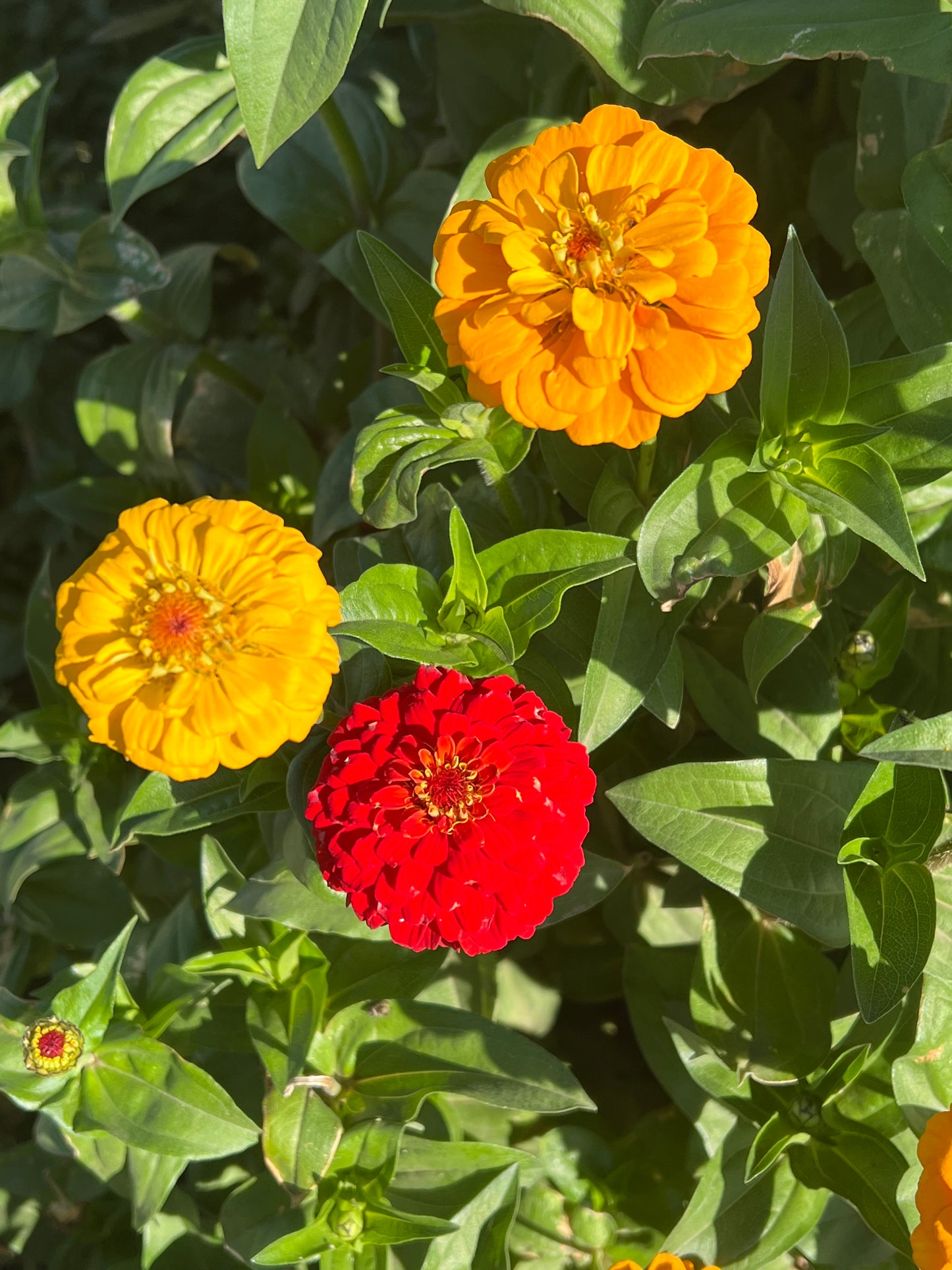 Rainbow Bright Zinnia Seeds