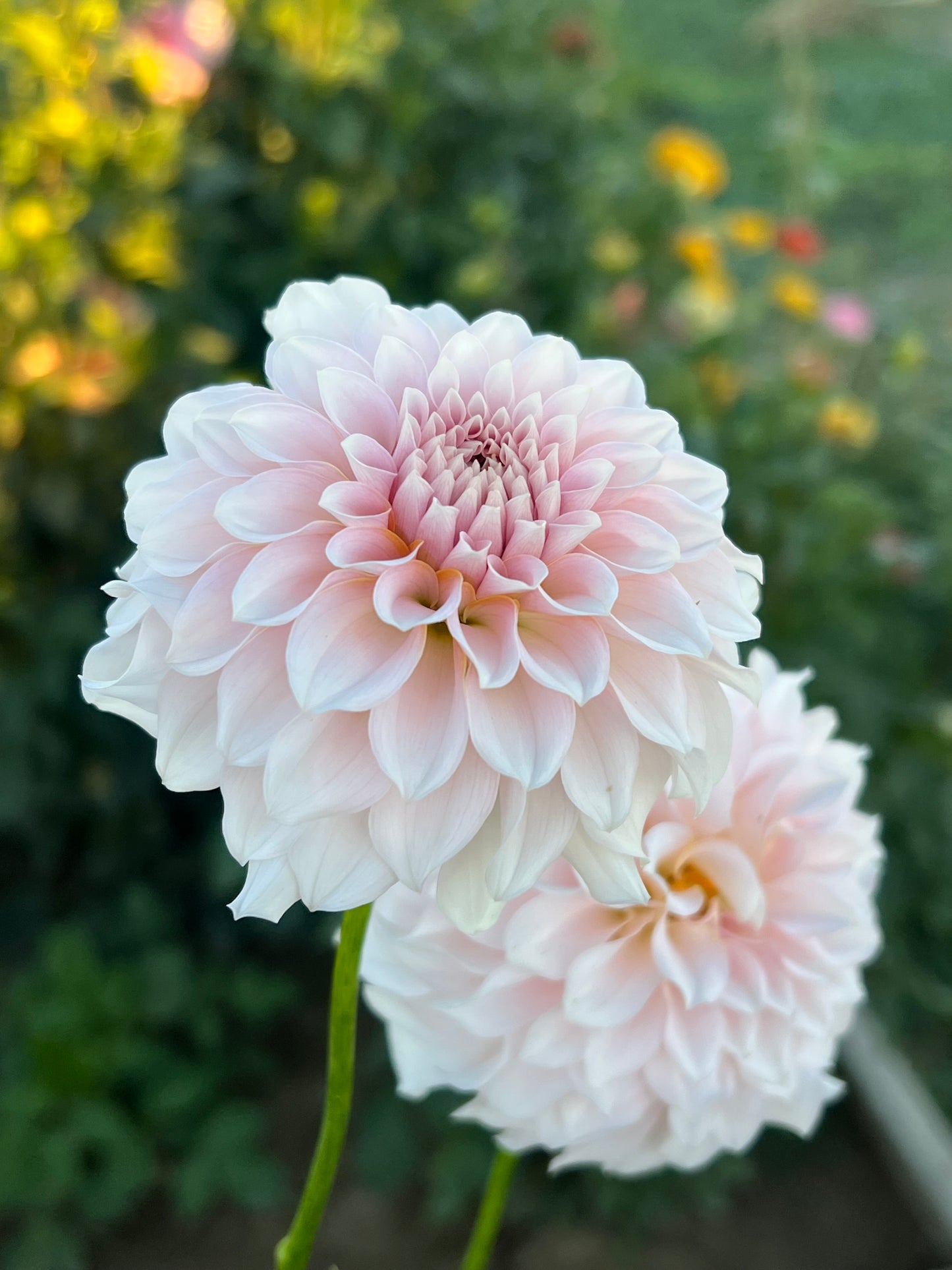 Levi’s Opal Twist Limit 1 per household