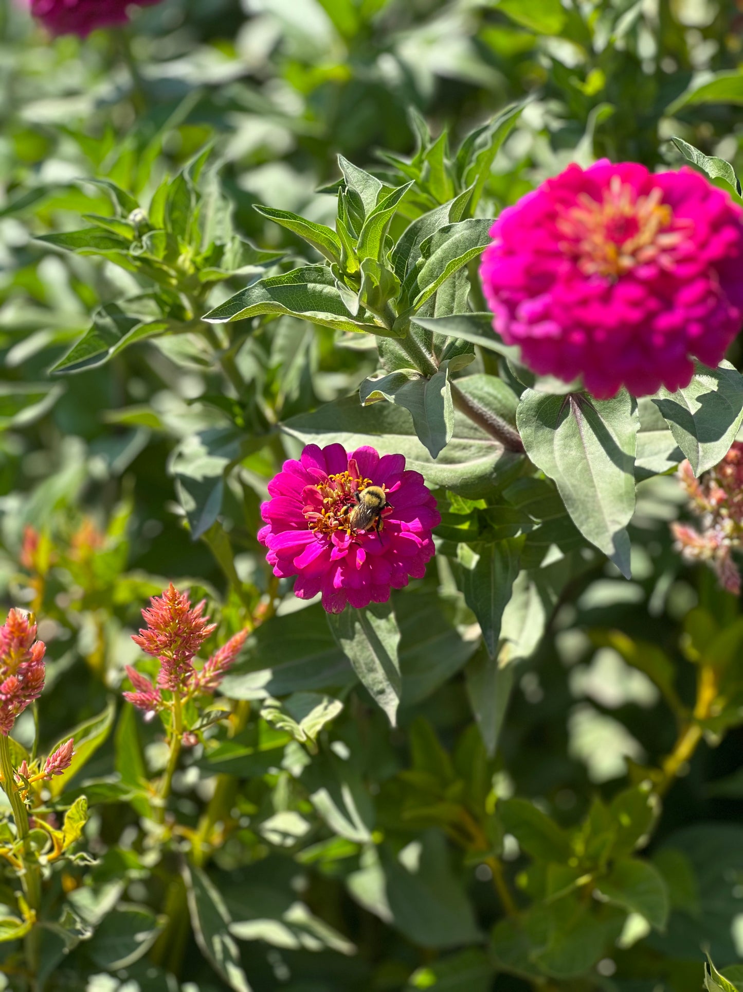Rainbow Bright Zinnia Seeds