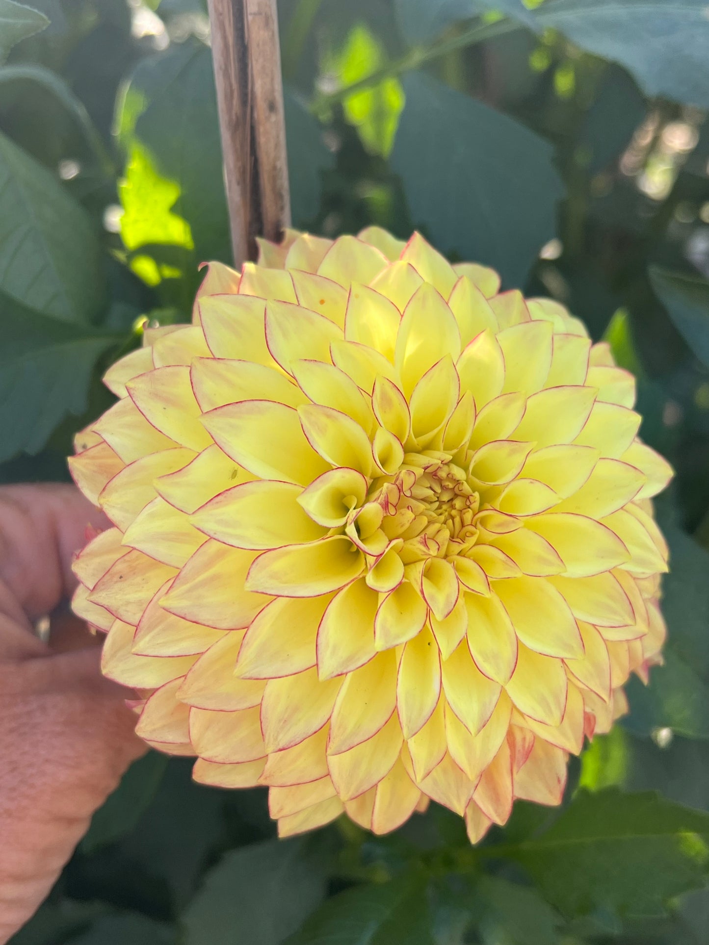 Verones Taylor Swift