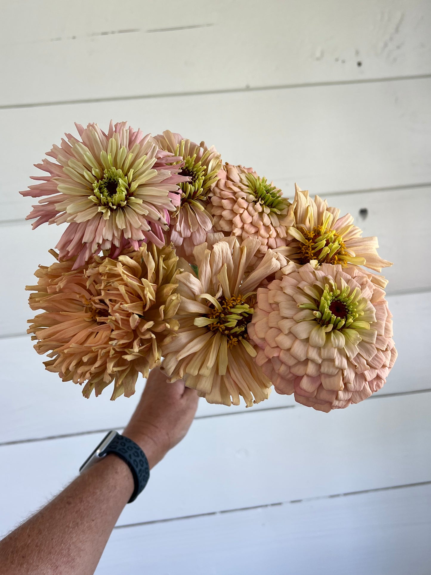 Zinnia Pinks