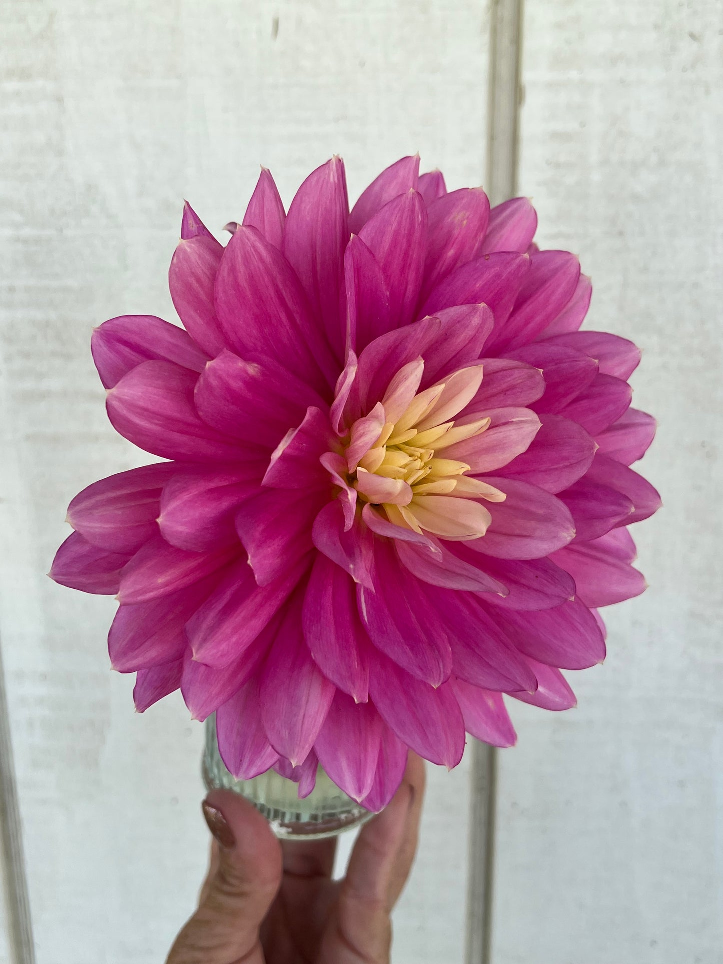 Hollyhill Pink Martini