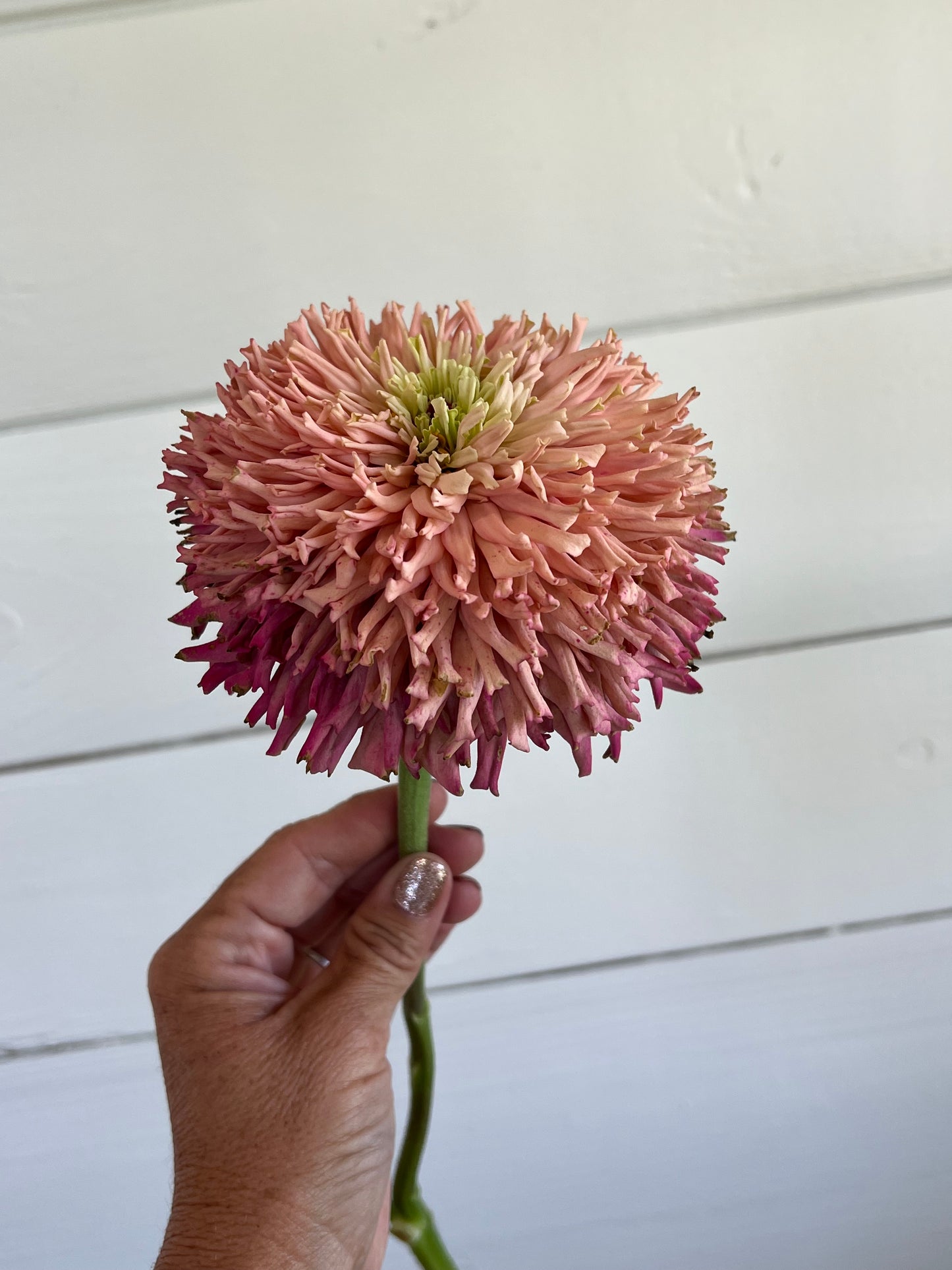 Zinnia Pinks