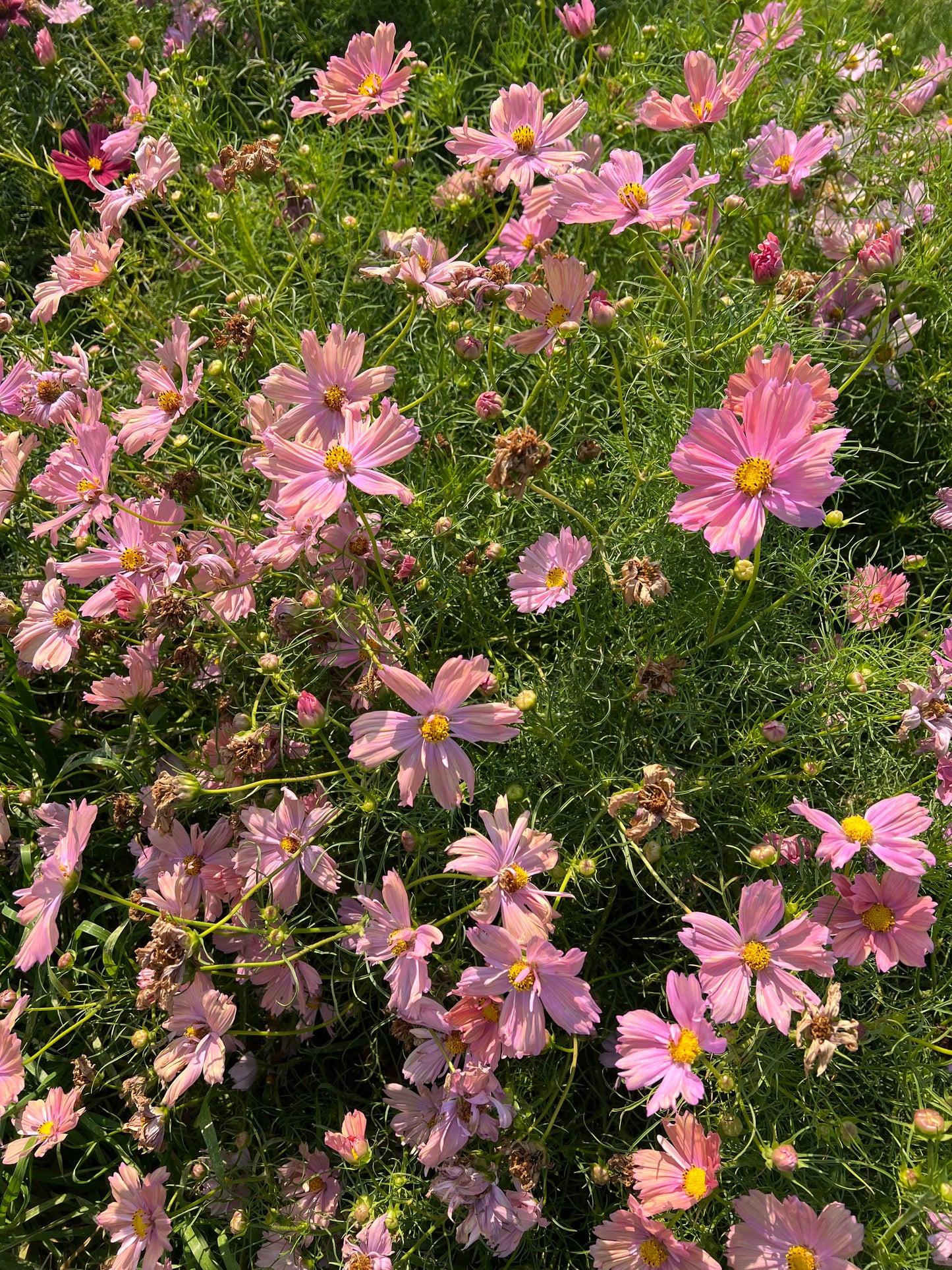 Cosmo Apricot
