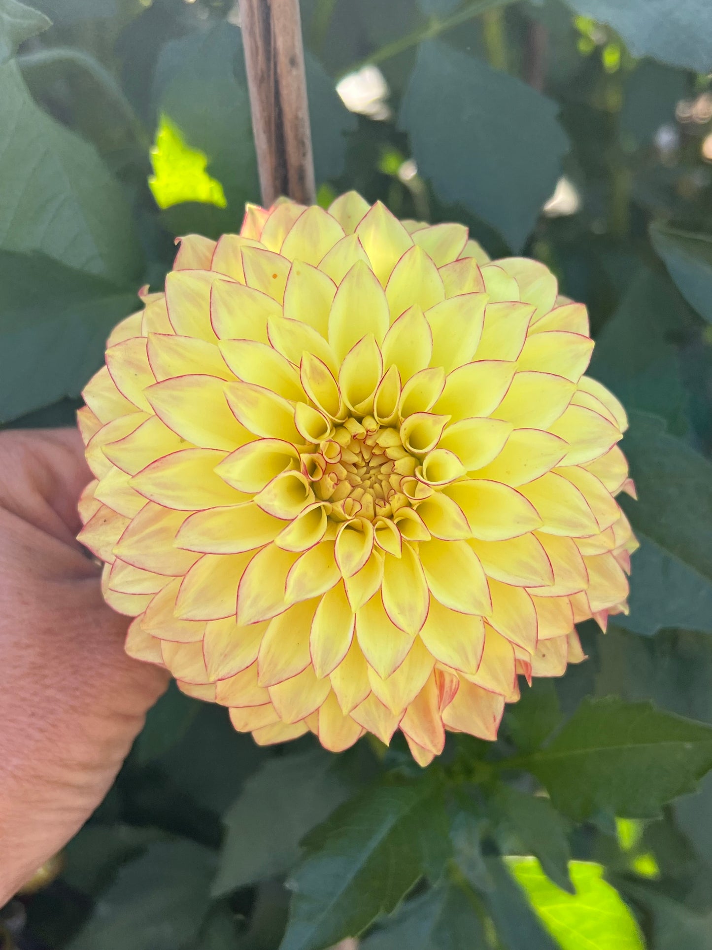 Verones Taylor Swift