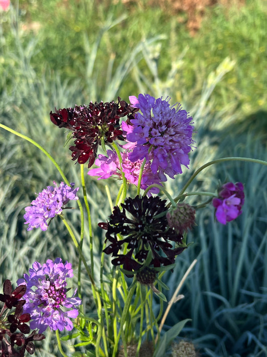 Scabiosa