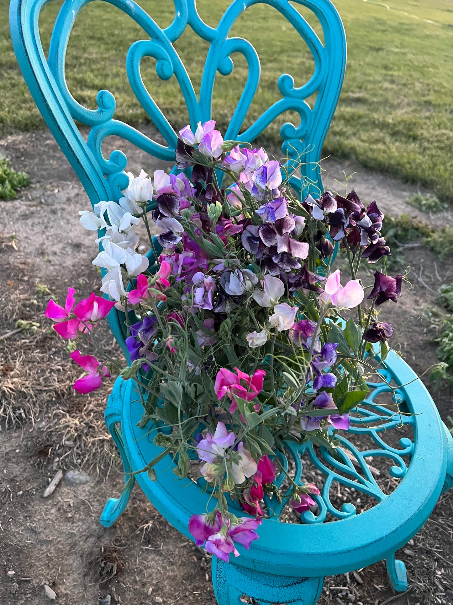Sweet Peas Garden Mix