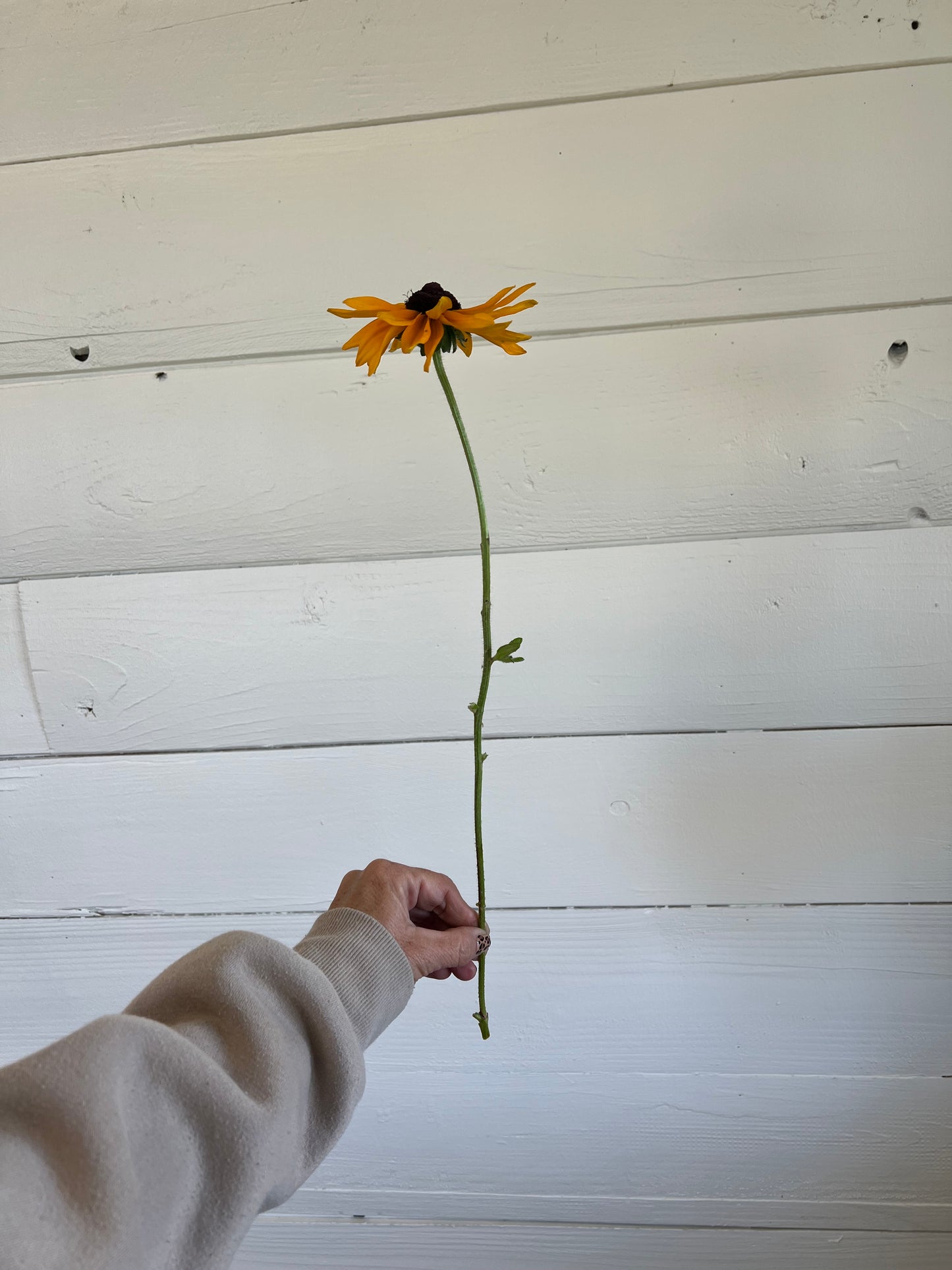 Black Eyed Susan