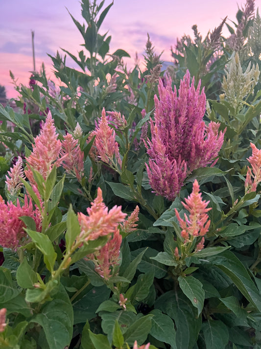 Celosia Bouquet Mix