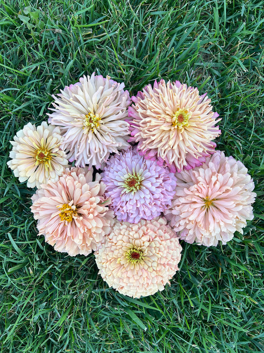 Zinnia Pinks