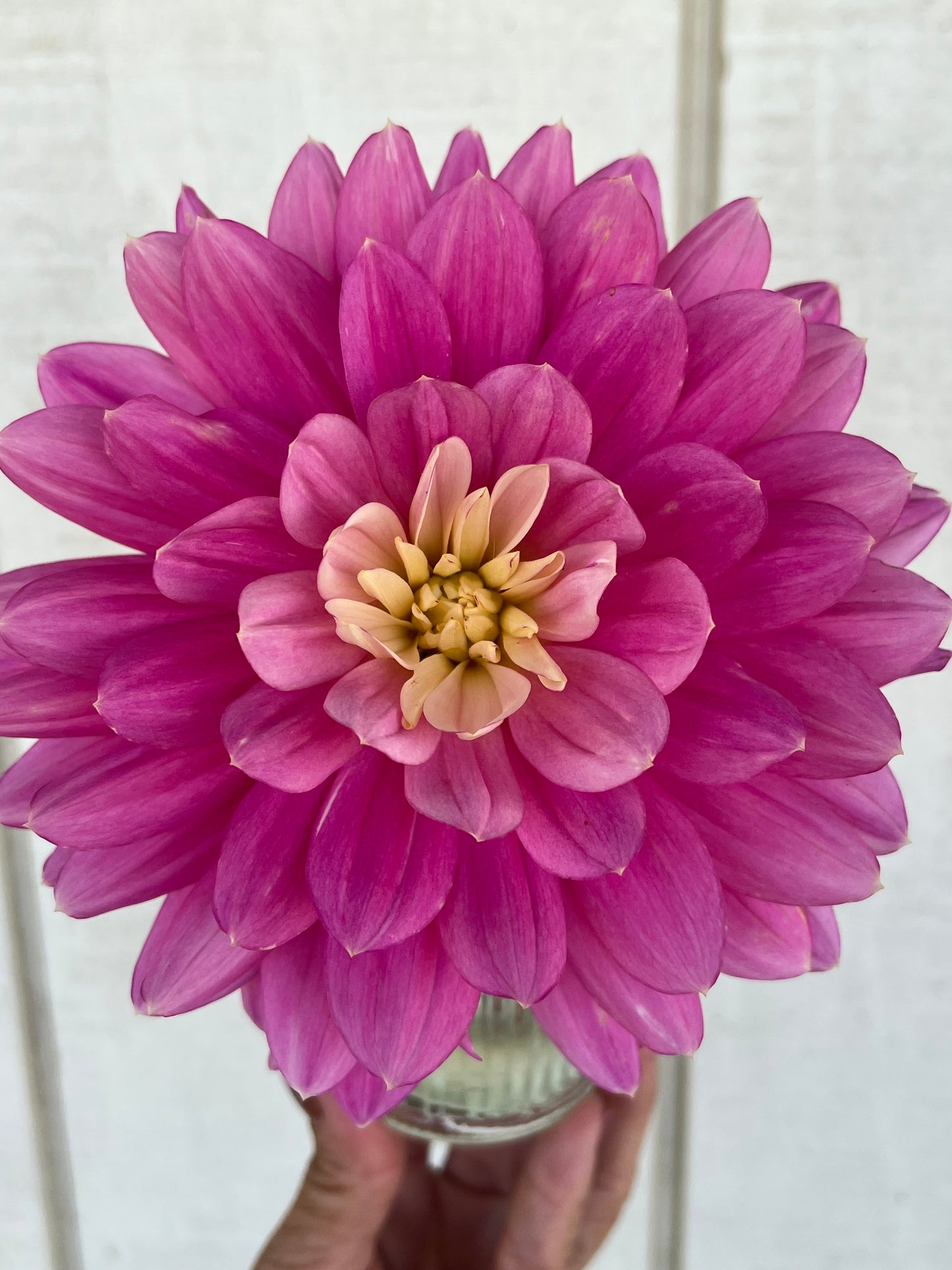 Hollyhill Pink Martini