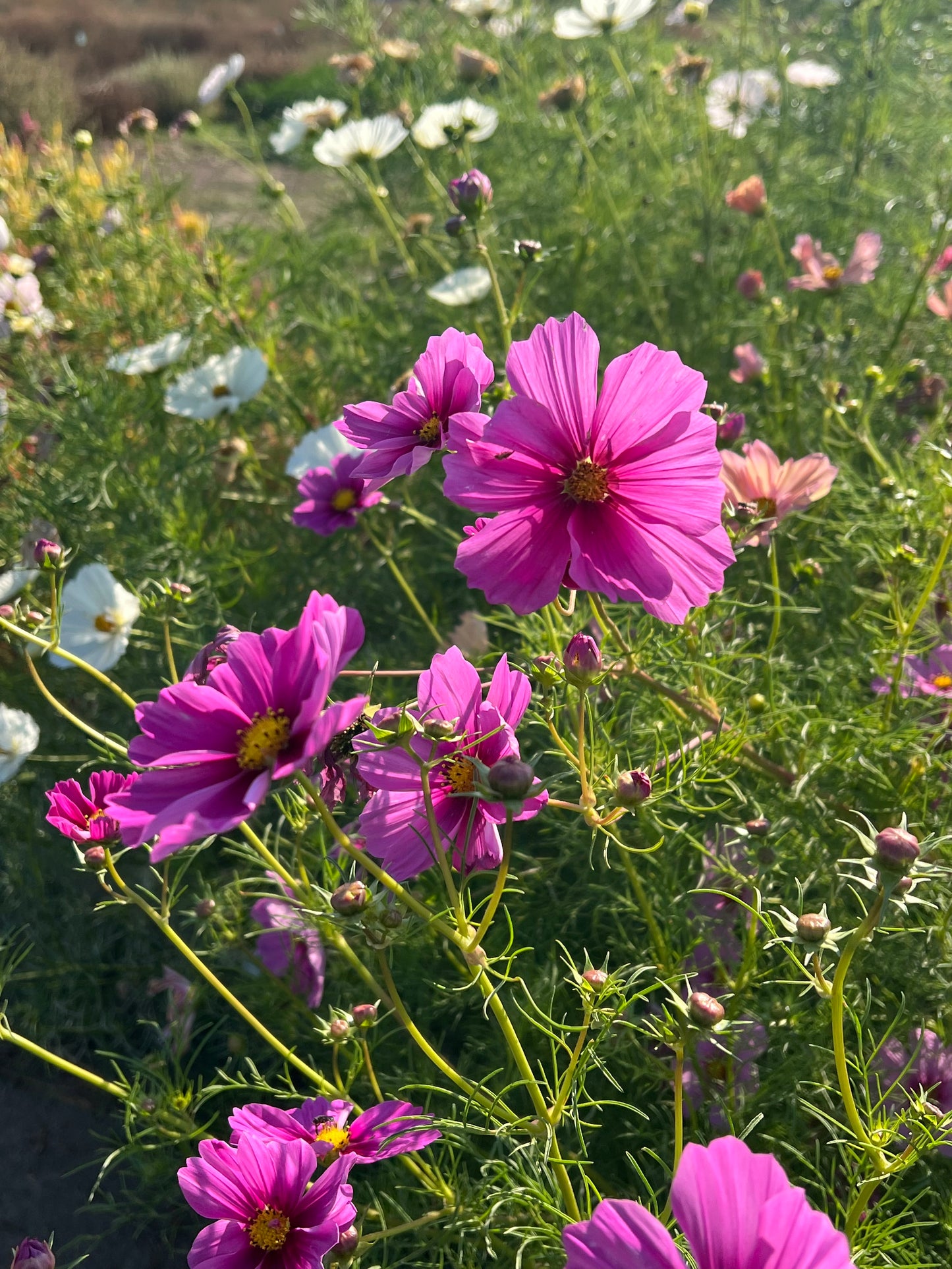 Summer Clique Cosmos Seeds