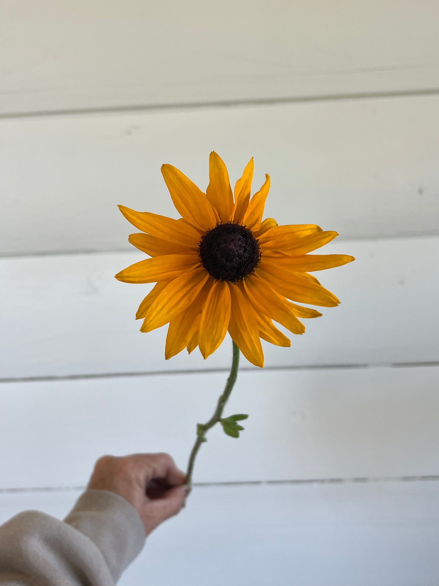 Black Eyed Susan