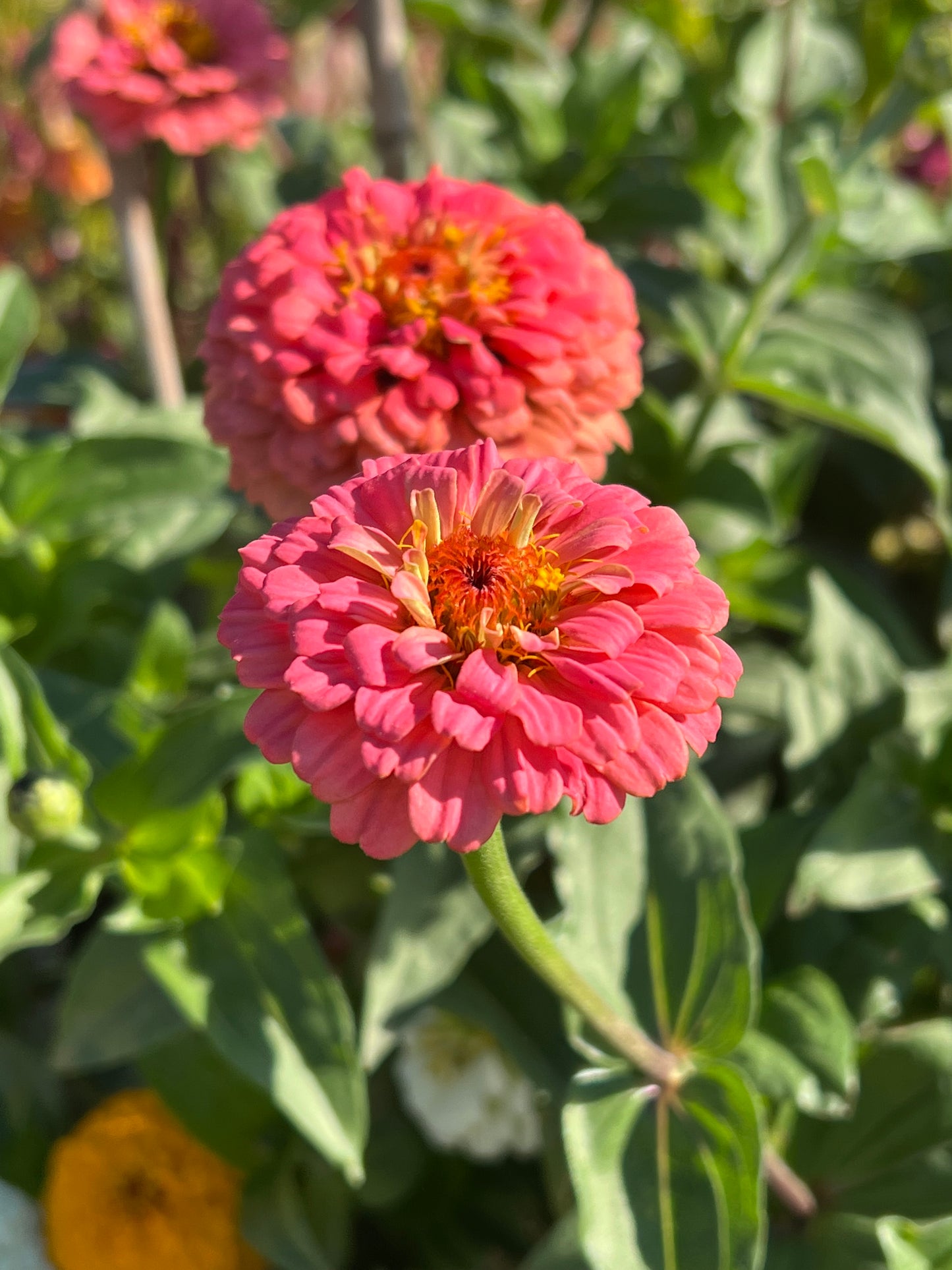 Rainbow Bright Zinnia Seeds
