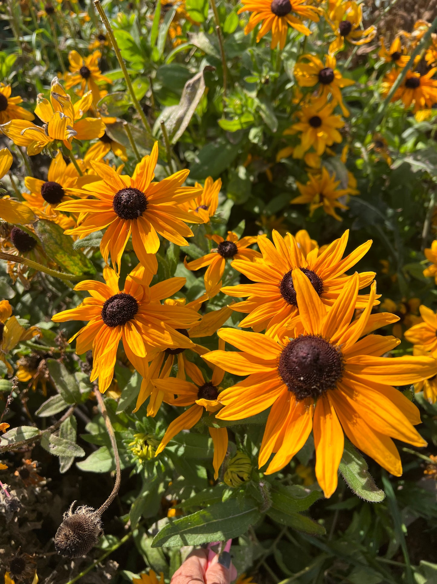 Black Eyed Susan