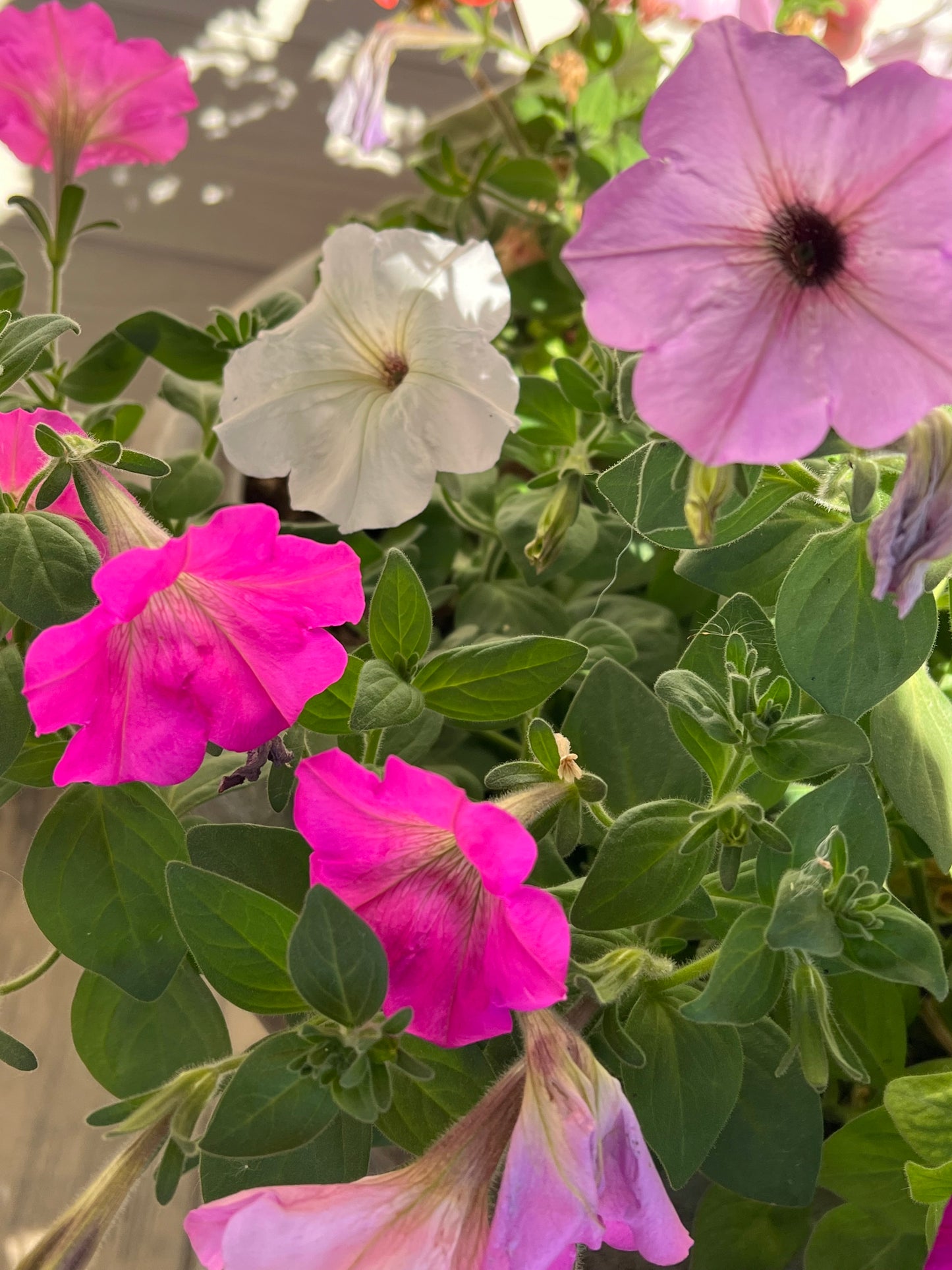 Pretty Girls Petunia Seeds