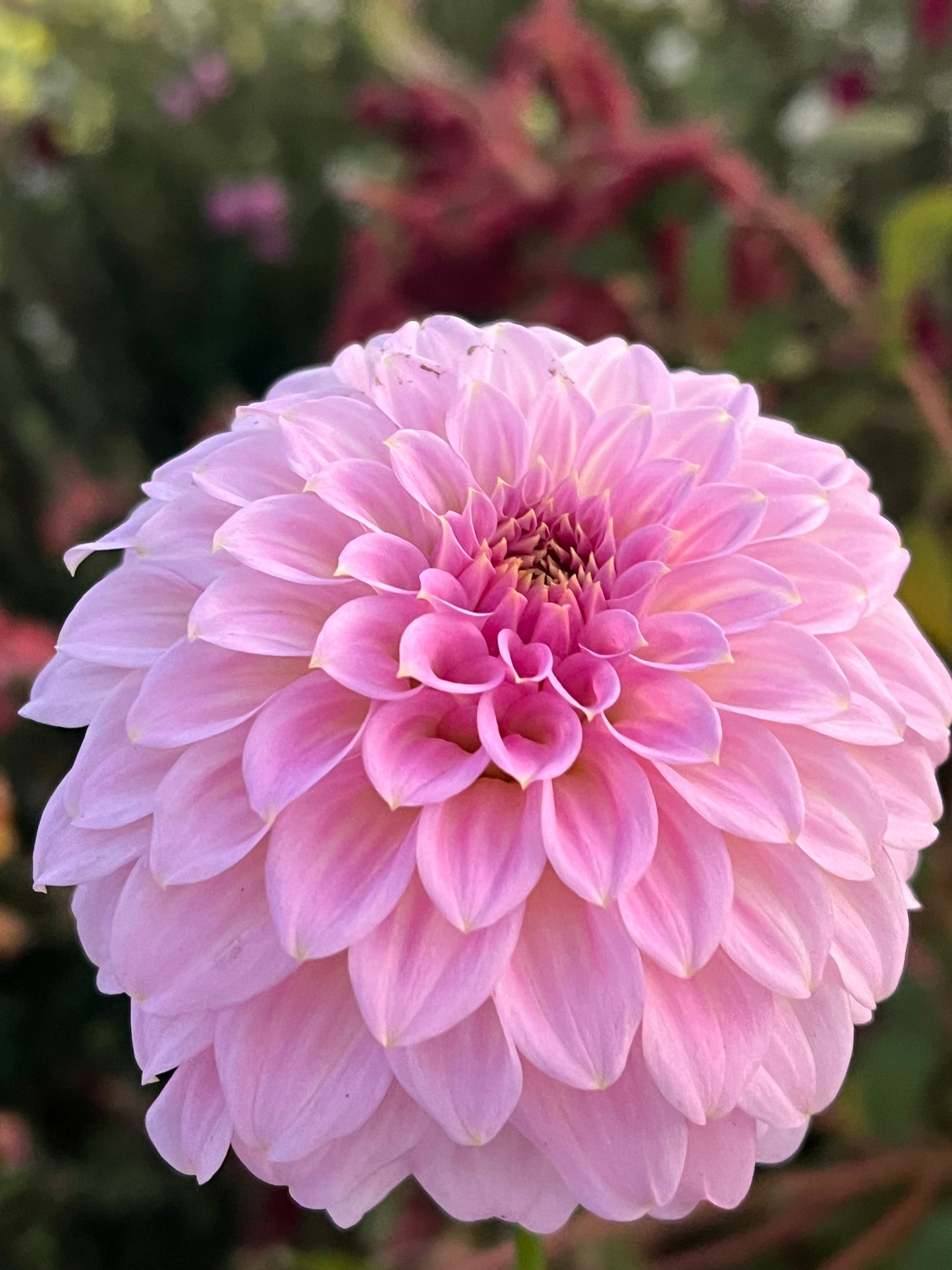 Araluen Leatrice Limit 1 per household