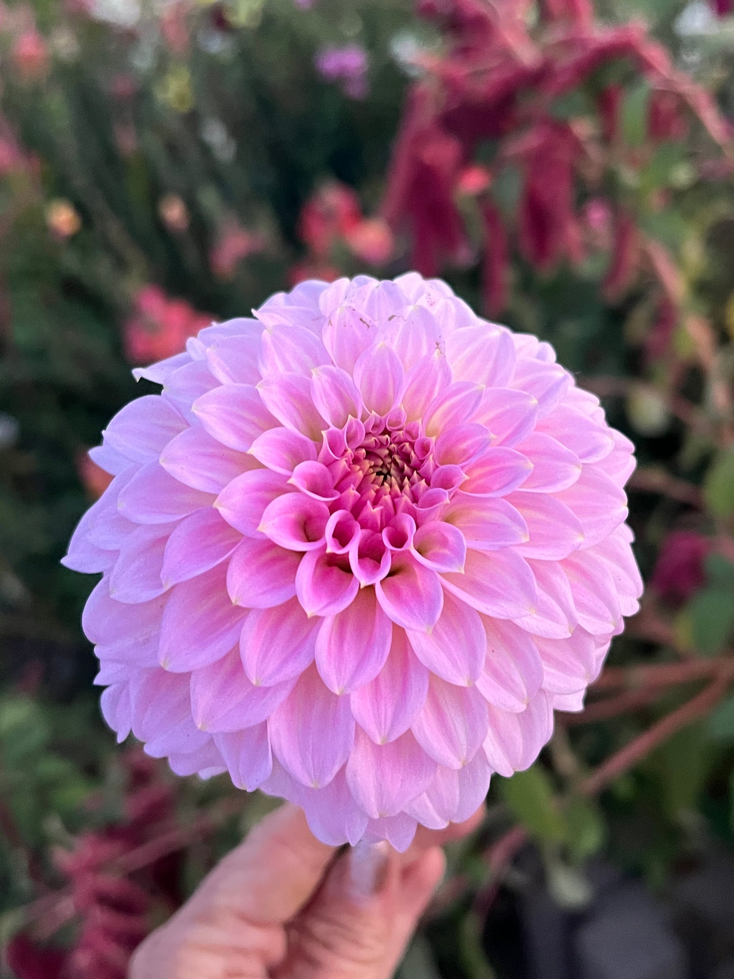 Araluen Leatrice Limit 1 per household