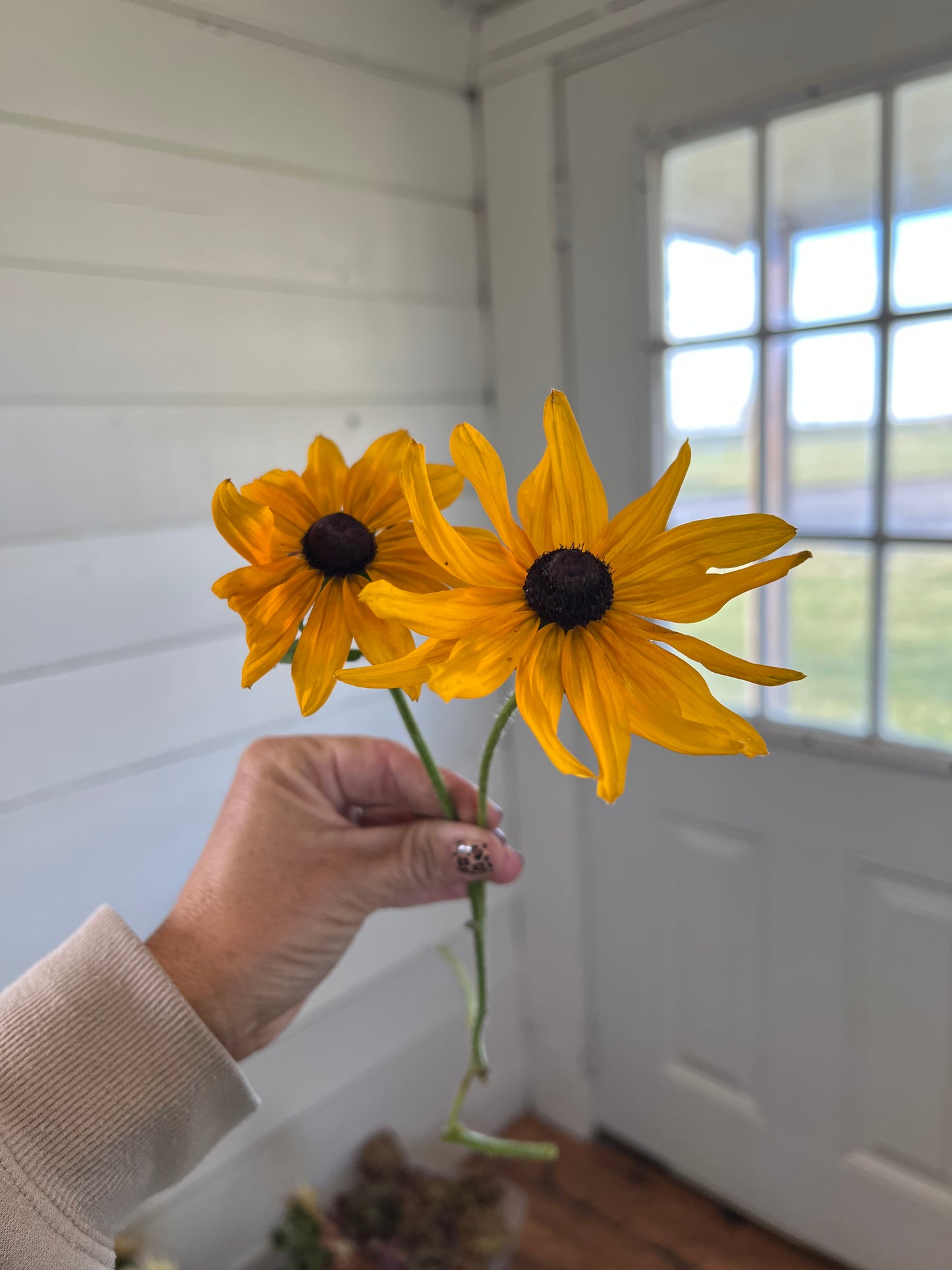 Black Eyed Susan